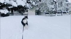 雪が積もってきていますのサムネイル画像