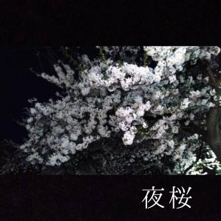 夕べは夜桜を見に行きましたのサムネイル画像