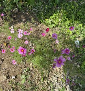 春に咲くコスモスのサムネイル画像