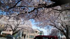 桜満開☆木花咲耶姫のサムネイル画像